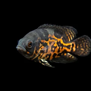 Tiger Oscar (Astronotus ocellatus), Tank-Bred