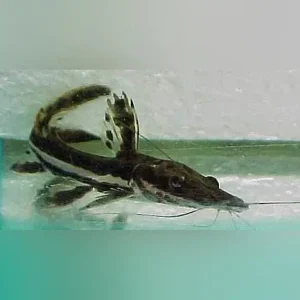 Tiger Shovelnose Catfish