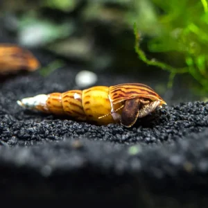 Tiger Spike Chopstick Snail (Stenomelania acutospira)
