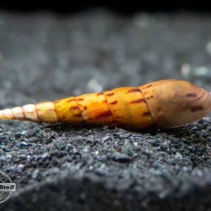 Tiger Spike Chopstick Snail (Stenomelania acutospira) - LOCALLY BRED!