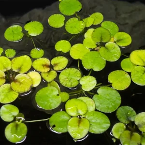 "Tiger Striped" Amazon Frogbit, Locally Grown!