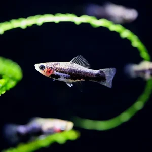 Tiger Swordtail (Xiphophorus hellerii) – Tank Bred