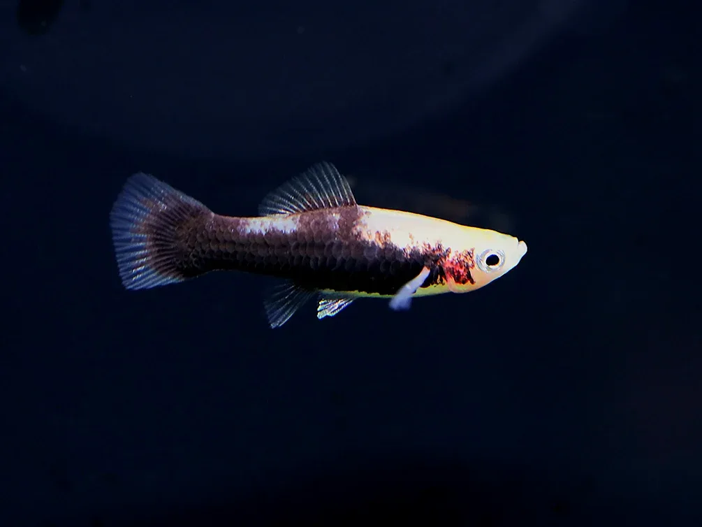 Tiger Swordtail (Xiphophorus hellerii) – Tank Bred - Image 2