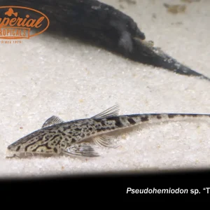 Tiger Whiptail