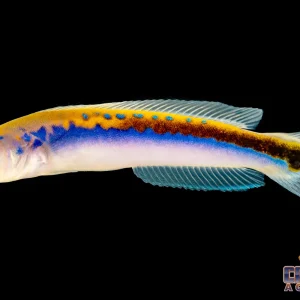 Tilefish - Oreni