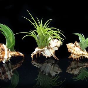 Tillandsia Air Plant Shell Kit - Includes 3 Live Plants and 3 Hand Picked Seashell Holders
