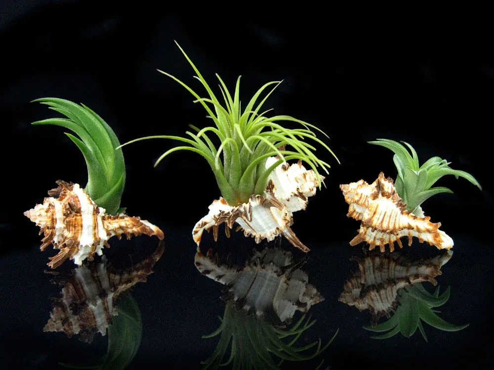 Tillandsia Air Plant Shell Kit - Includes 3 Live Plants and 3 Hand Picked Seashell Holders