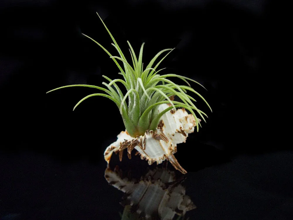 Tillandsia Air Plant Shell Kit - Includes 3 Live Plants and 3 Hand Picked Seashell Holders - Image 2