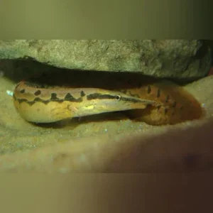 Tire Track Eel
