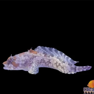 Toadfish - Orange Sm
