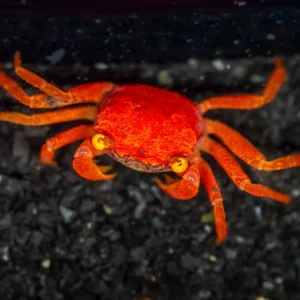 Tomato Vampire Crab (Geosesarma sp.)