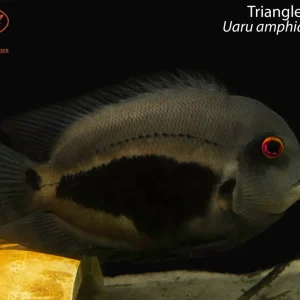 Triangle Cichlid