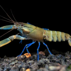 Tricolor Blue Moon Crayfish (Cherax boesemani)