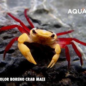 Tricolor Borneo Crab (Lepidothelphusa sp)