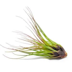 Tricolor Tillandsia Air Plants
