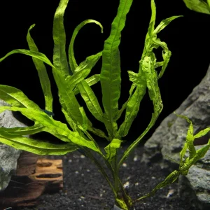 Trident Java Fern (Microsorum pteropus var. “Trident”), Bunch
