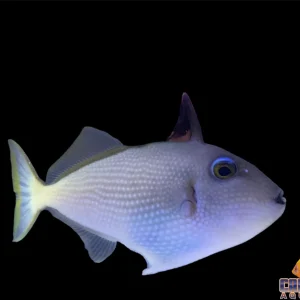 Trigger - Blue Jaw Female