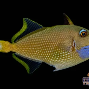 Trigger - Blue Jaw Male