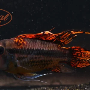 Triple Red Cockatoo Apisto