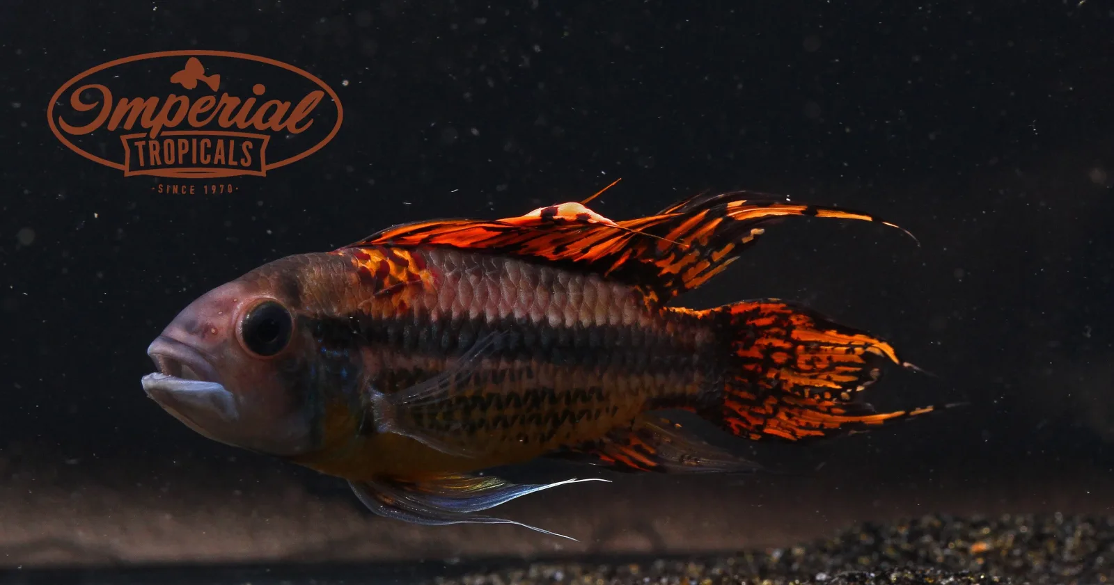 Triple Red Cockatoo Apisto