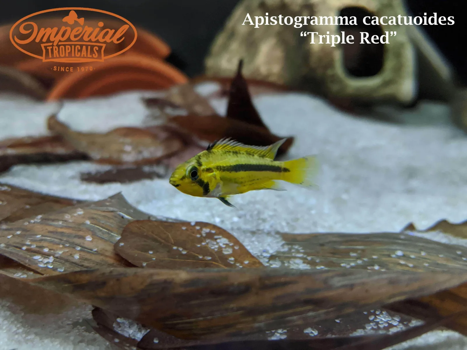 Triple Red Cockatoo Apisto - Image 2