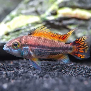 Triple Red Cockatoo Dwarf Cichlid (Apistogramma cacatuoides), Tank-Bred