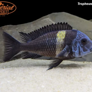 Tropheus duboisi