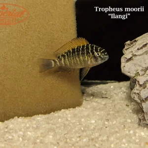 Tropheus moorii "Ilangi"