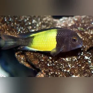 Tropheus Moorii Yellow Banded