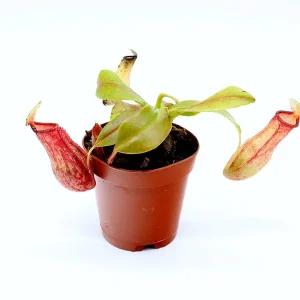 Tropical Pitcher Plant (Nepenthes) – Potted Carnivorous Plant