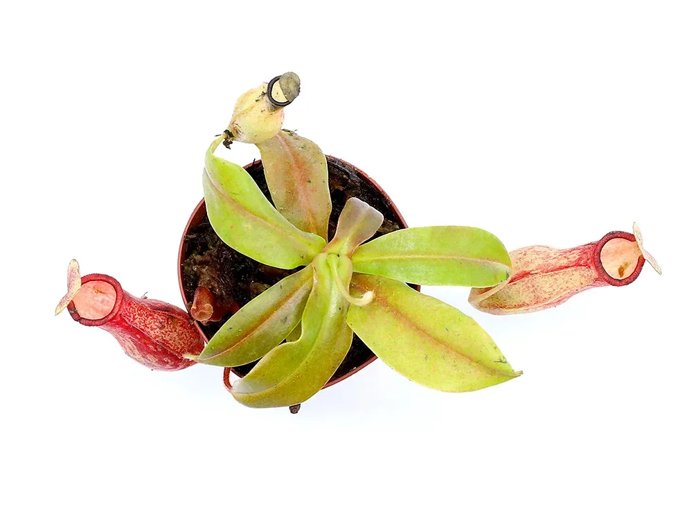 Tropical Pitcher Plant (Nepenthes) – Potted Carnivorous Plant - Image 2