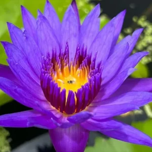 Tropical Water Lily - Nymphaea Emerald (Blue) – Tuber
