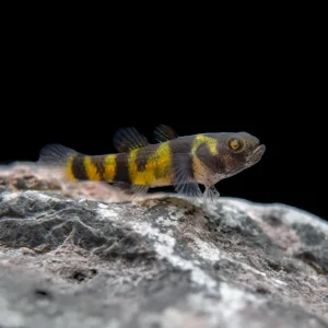 True Freshwater Bumblebee Goby (Brachygobius xanthomelas)