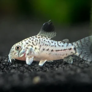 True Juli's Cory Catfish (Corydoras julii), Tank-Bred
