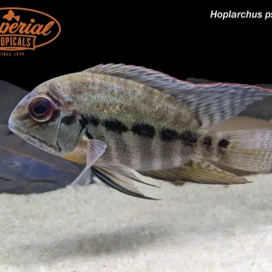 True Parrot Cichlid (Hoplarchus psittacus)