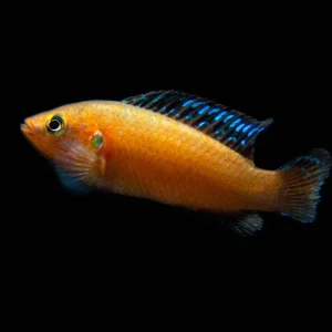 Turkana Jewel Cichlid (Hemichromis exsul), Tank-Bred!