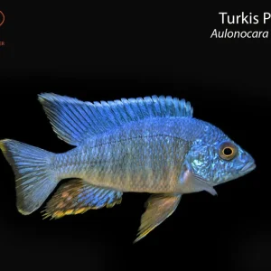 Turkis Peacock