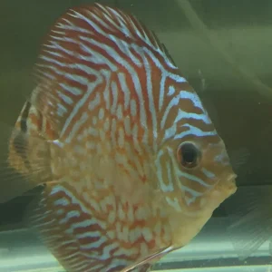 Turquoise Discus