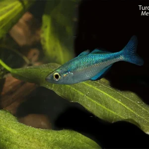Turquoise Rainbowfish