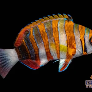 Tusk - Harlequin Sm/Md
