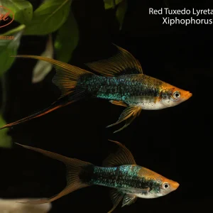 Tuxedo Lyretail Swordtail