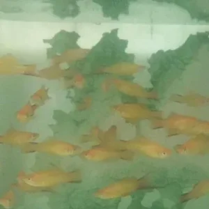 Twin Bar Marigold Swordtail