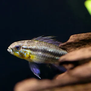 Two-Striped Dwarf Cichlid (Apistogramma bitaeniata) – Tank-Bred