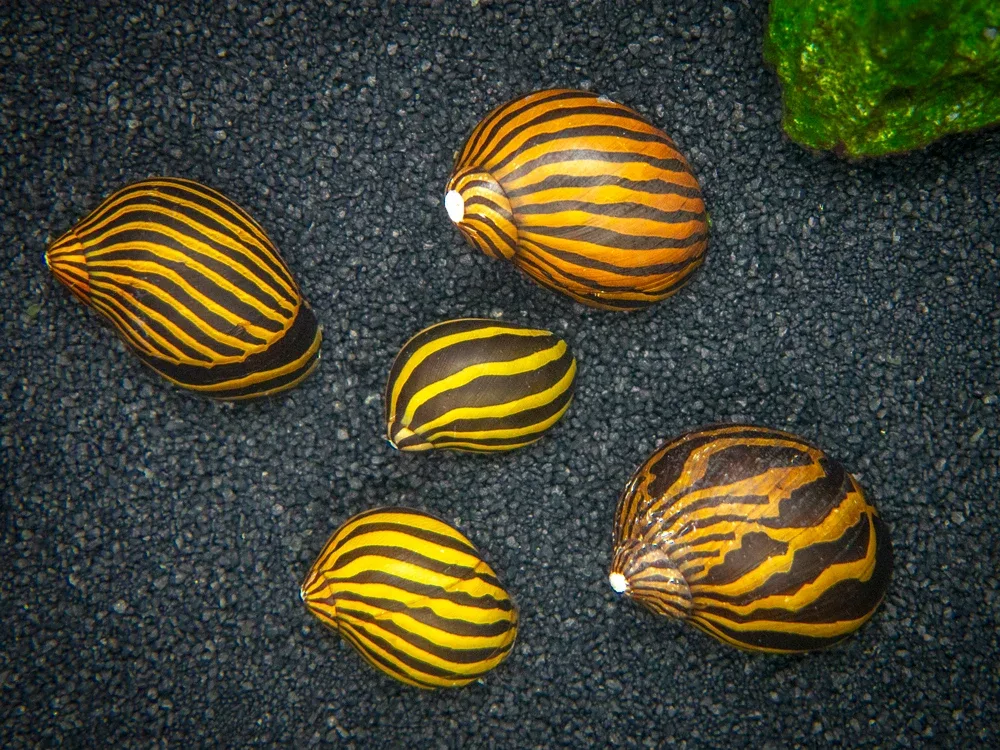 Ultimate Algae Cleaning Crew - 3 Different Types of Snails! - Image 2