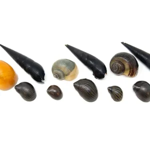 Ultimate Algae Cleaning Crew - 3 Different Types of Snails!