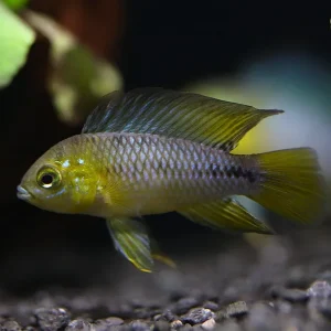 Umbrella Borelli Dwarf Cichlid (Apistogramma borelli) - Tank-Bred!