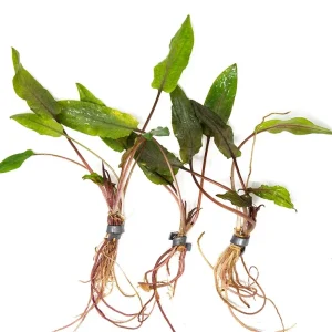 Undulated Crypt (Cryptocoryne undulata), Bare Root