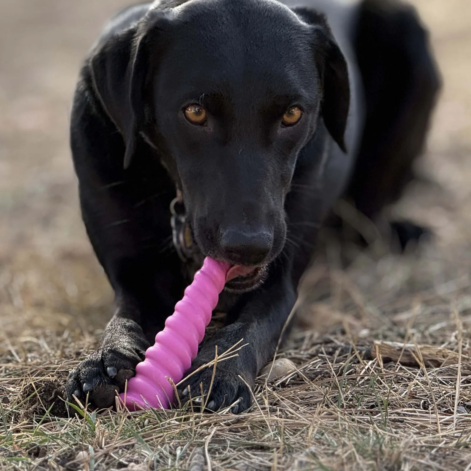 Unicorn Horn Nylon Dog Chew Toy | Durable for Aggressive Chewers - Image 2