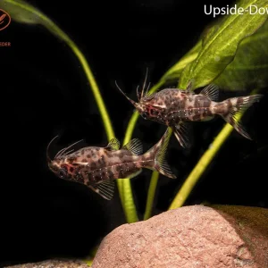 Upside-Down Catfish (Synodontis nigriventris)