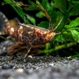 Upside-Down Catfish (Synodontis nigriventris), USA Bred!